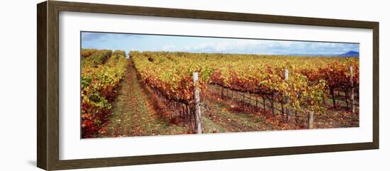 Vineyard, Napa Valley, California, USA-null-Framed Photographic Print