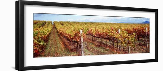 Vineyard, Napa Valley, California, USA-null-Framed Photographic Print