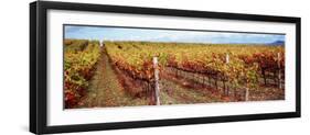 Vineyard, Napa Valley, California, USA-null-Framed Photographic Print