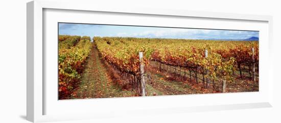 Vineyard, Napa Valley, California, USA-null-Framed Photographic Print