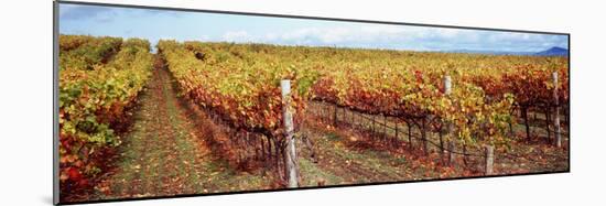 Vineyard, Napa Valley, California, USA-null-Mounted Photographic Print