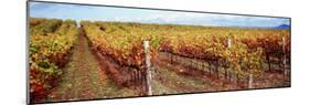 Vineyard, Napa Valley, California, USA-null-Mounted Photographic Print