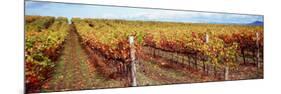 Vineyard, Napa Valley, California, USA-null-Mounted Photographic Print