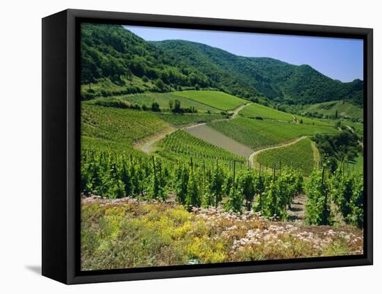 Vineyard Near Ahrweiler, Ahr River Valley, Rhineland Palatinate, Germany-Gavin Hellier-Framed Stretched Canvas