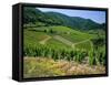 Vineyard Near Ahrweiler, Ahr River Valley, Rhineland Palatinate, Germany-Gavin Hellier-Framed Stretched Canvas