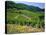 Vineyard Near Ahrweiler, Ahr River Valley, Rhineland Palatinate, Germany-Gavin Hellier-Stretched Canvas