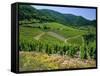 Vineyard Near Ahrweiler, Ahr River Valley, Rhineland Palatinate, Germany-Gavin Hellier-Framed Stretched Canvas