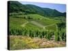 Vineyard Near Ahrweiler, Ahr River Valley, Rhineland Palatinate, Germany-Gavin Hellier-Stretched Canvas
