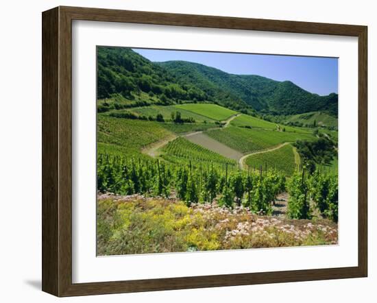 Vineyard Near Ahrweiler, Ahr River Valley, Rhineland Palatinate, Germany-Gavin Hellier-Framed Photographic Print