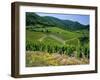 Vineyard Near Ahrweiler, Ahr River Valley, Rhineland Palatinate, Germany-Gavin Hellier-Framed Photographic Print