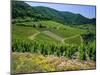 Vineyard Near Ahrweiler, Ahr River Valley, Rhineland Palatinate, Germany-Gavin Hellier-Mounted Photographic Print