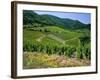 Vineyard Near Ahrweiler, Ahr River Valley, Rhineland Palatinate, Germany-Gavin Hellier-Framed Photographic Print