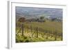 Vineyard Near Barolo, Piedmont, Italy-Peter Adams-Framed Photographic Print