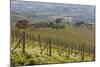 Vineyard Near Barolo, Piedmont, Italy-Peter Adams-Mounted Photographic Print