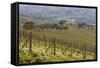 Vineyard Near Barolo, Piedmont, Italy-Peter Adams-Framed Stretched Canvas