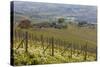 Vineyard Near Barolo, Piedmont, Italy-Peter Adams-Stretched Canvas