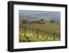 Vineyard Near Barolo, Piedmont, Italy-Peter Adams-Framed Photographic Print