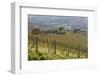 Vineyard Near Barolo, Piedmont, Italy-Peter Adams-Framed Photographic Print