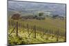 Vineyard Near Barolo, Piedmont, Italy-Peter Adams-Mounted Photographic Print