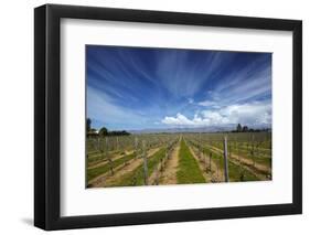 Vineyard Near Blenheim, Marlborough, South Island, New Zealand-David Wall-Framed Photographic Print