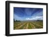 Vineyard Near Blenheim, Marlborough, South Island, New Zealand-David Wall-Framed Photographic Print