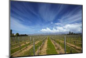 Vineyard Near Blenheim, Marlborough, South Island, New Zealand-David Wall-Mounted Photographic Print