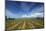 Vineyard Near Blenheim, Marlborough, South Island, New Zealand-David Wall-Mounted Photographic Print