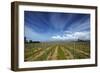 Vineyard Near Blenheim, Marlborough, South Island, New Zealand-David Wall-Framed Photographic Print