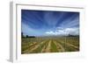 Vineyard Near Blenheim, Marlborough, South Island, New Zealand-David Wall-Framed Photographic Print