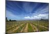 Vineyard Near Blenheim, Marlborough, South Island, New Zealand-David Wall-Mounted Photographic Print