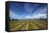 Vineyard Near Blenheim, Marlborough, South Island, New Zealand-David Wall-Framed Stretched Canvas