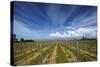 Vineyard Near Blenheim, Marlborough, South Island, New Zealand-David Wall-Stretched Canvas