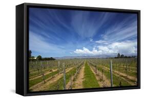 Vineyard Near Blenheim, Marlborough, South Island, New Zealand-David Wall-Framed Stretched Canvas