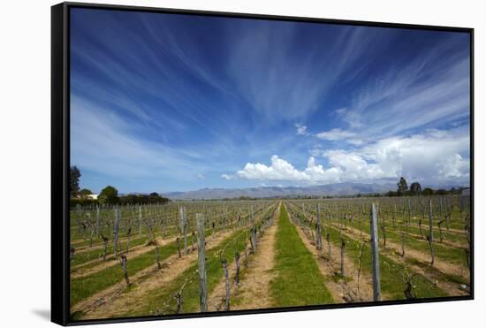 Vineyard Near Blenheim, Marlborough, South Island, New Zealand-David Wall-Framed Stretched Canvas