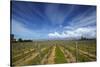 Vineyard Near Blenheim, Marlborough, South Island, New Zealand-David Wall-Stretched Canvas