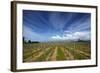 Vineyard Near Blenheim, Marlborough, South Island, New Zealand-David Wall-Framed Photographic Print