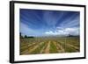 Vineyard Near Blenheim, Marlborough, South Island, New Zealand-David Wall-Framed Photographic Print