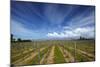 Vineyard Near Blenheim, Marlborough, South Island, New Zealand-David Wall-Mounted Photographic Print