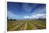 Vineyard Near Blenheim, Marlborough, South Island, New Zealand-David Wall-Framed Photographic Print