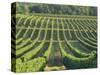 Vineyard Near Monbazillac, Dordogne, Aquitaine, France-Michael Busselle-Stretched Canvas