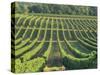 Vineyard Near Monbazillac, Dordogne, Aquitaine, France-Michael Busselle-Stretched Canvas