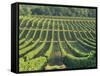 Vineyard Near Monbazillac, Dordogne, Aquitaine, France-Michael Busselle-Framed Stretched Canvas