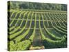 Vineyard Near Monbazillac, Dordogne, Aquitaine, France-Michael Busselle-Stretched Canvas