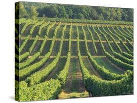 Vineyard Near Monbazillac, Dordogne, Aquitaine, France-Michael Busselle-Stretched Canvas