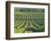 Vineyard Near Monbazillac, Dordogne, Aquitaine, France-Michael Busselle-Framed Photographic Print