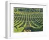 Vineyard Near Monbazillac, Dordogne, Aquitaine, France-Michael Busselle-Framed Photographic Print