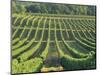 Vineyard Near Monbazillac, Dordogne, Aquitaine, France-Michael Busselle-Mounted Photographic Print