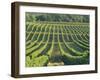 Vineyard Near Monbazillac, Dordogne, Aquitaine, France-Michael Busselle-Framed Photographic Print