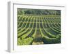 Vineyard Near Monbazillac, Dordogne, Aquitaine, France-Michael Busselle-Framed Photographic Print