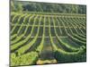 Vineyard Near Monbazillac, Dordogne, Aquitaine, France-Michael Busselle-Mounted Photographic Print